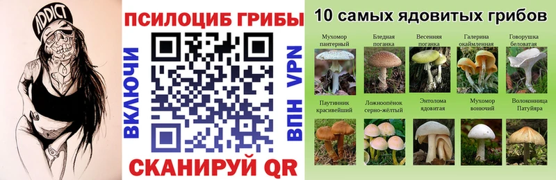 где можно купить наркотик  Заречный  Галлюциногенные грибы Cubensis 